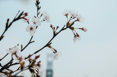 白色花瓣花朵的特写摄影